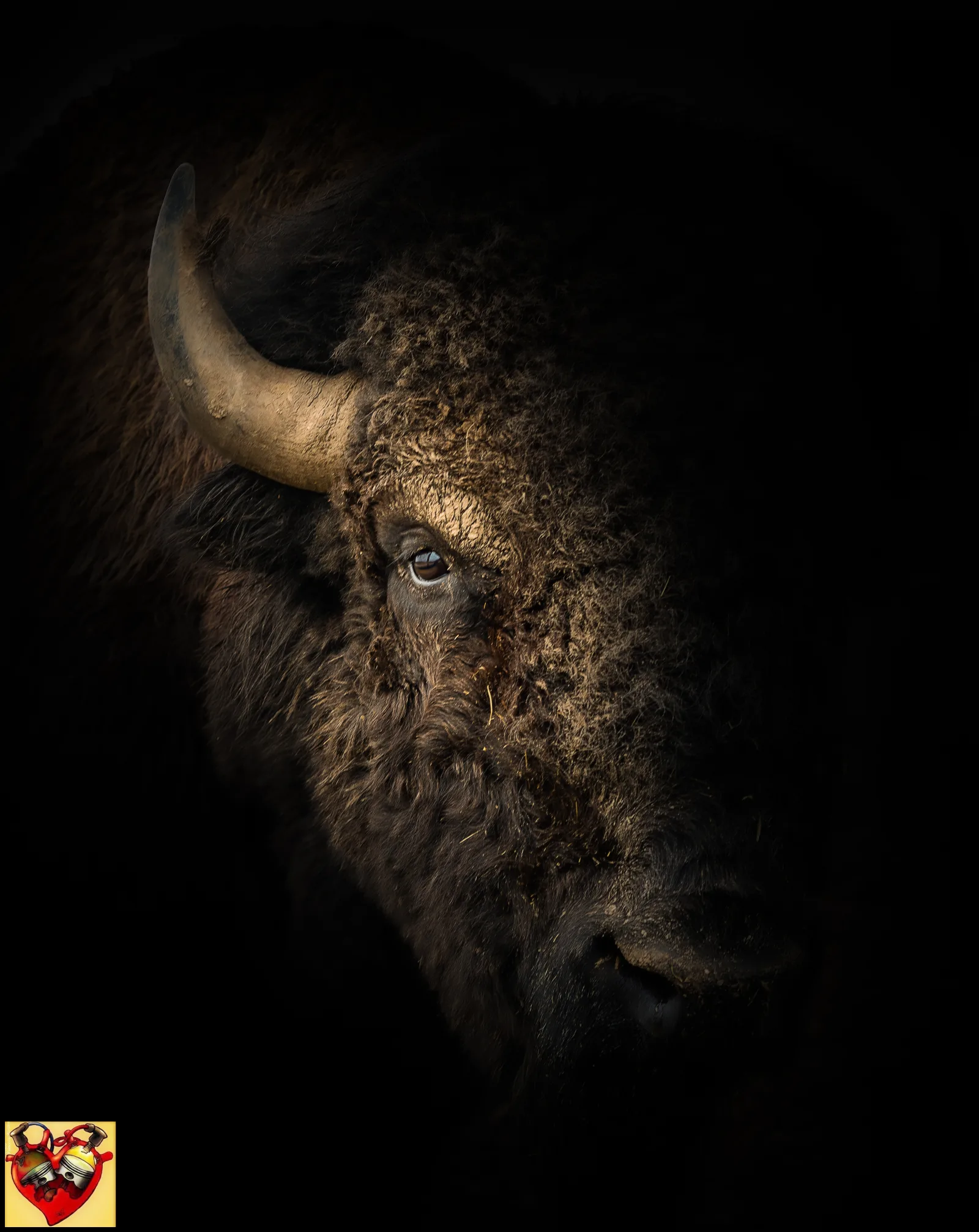 Bison.jpg